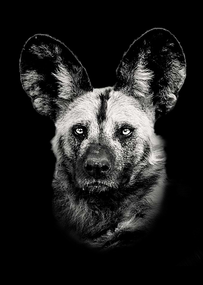 African Wild Dog Close Up