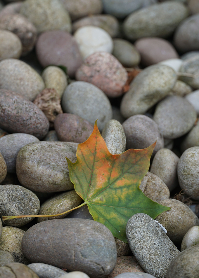 Fall Leaf