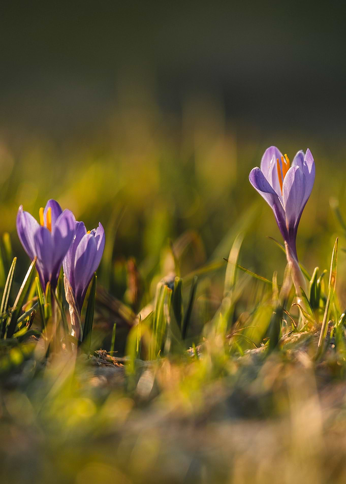 Crocus Flowers