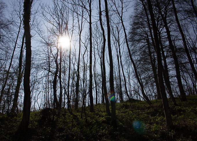 Sunny dark forest