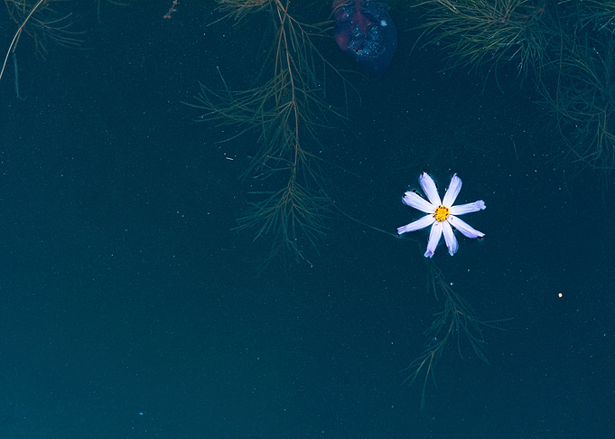 White flower