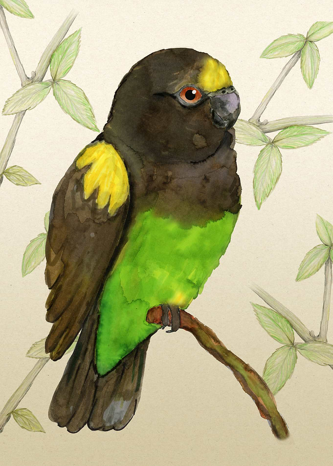 Meyers parrot watercolor