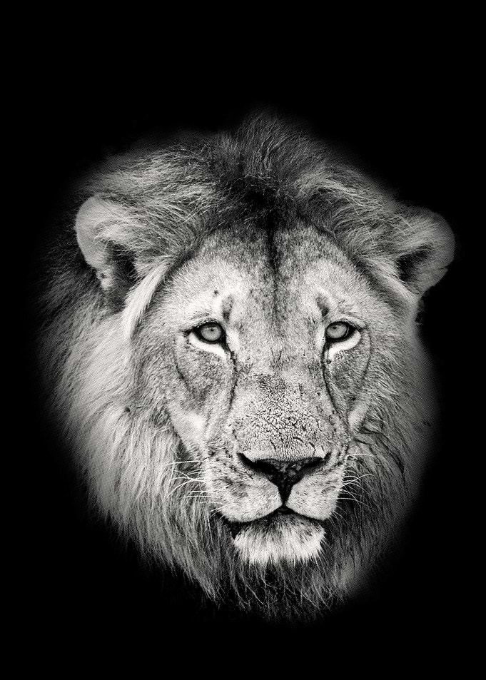 Lion Male Portrait Closeup