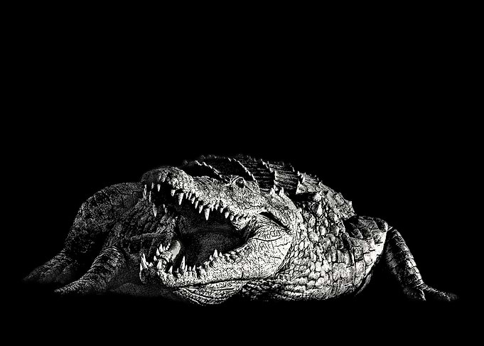Fearsome Nile Crocodile