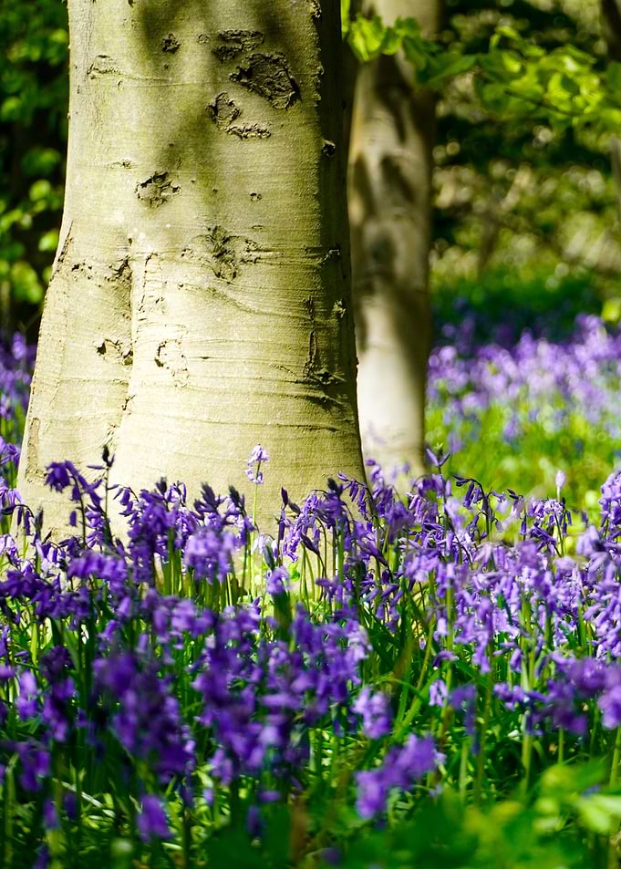 Bluebell Field
