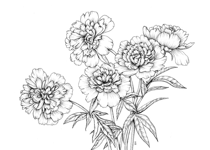 Peony drawing