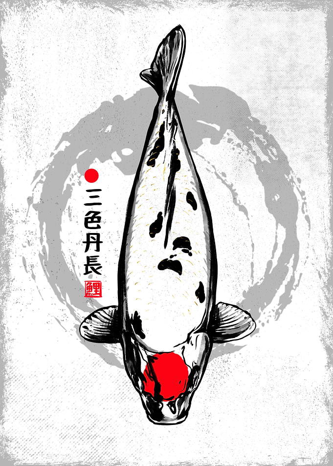 Tancho Sanke Koi Fish