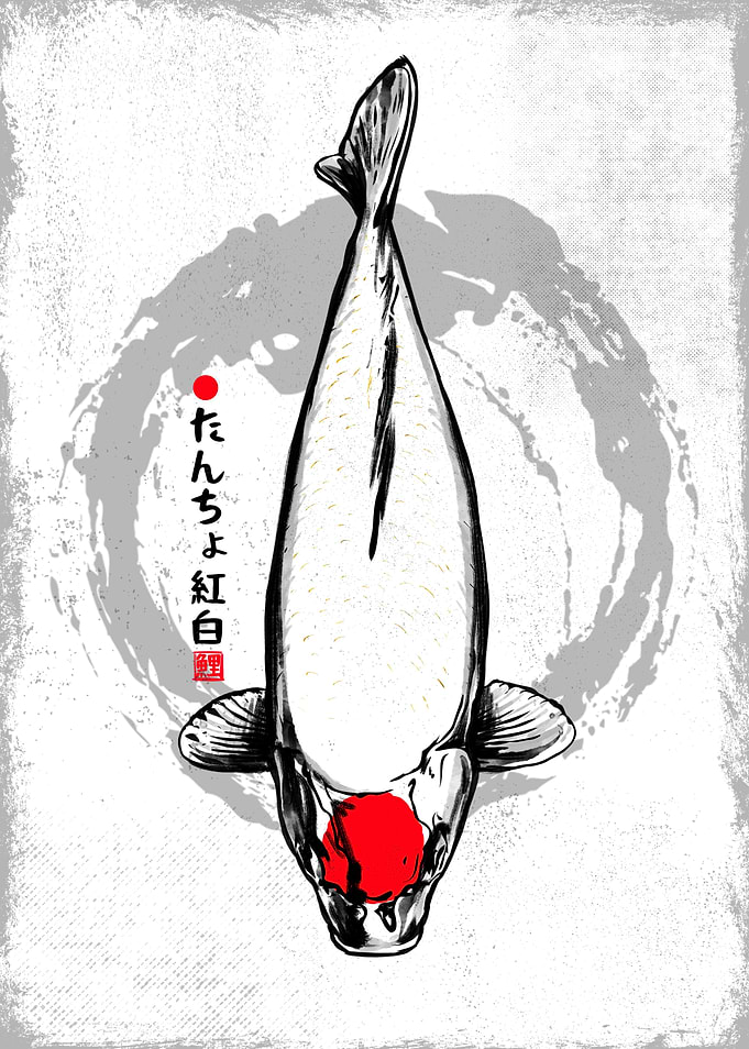 Tancho Kohaku Koi Fish