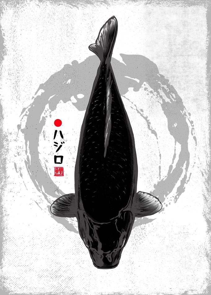 Hajiro Koi Fish