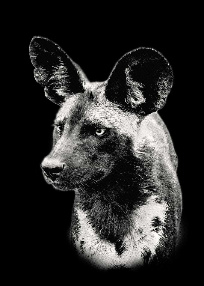 Painted Dog Close Up