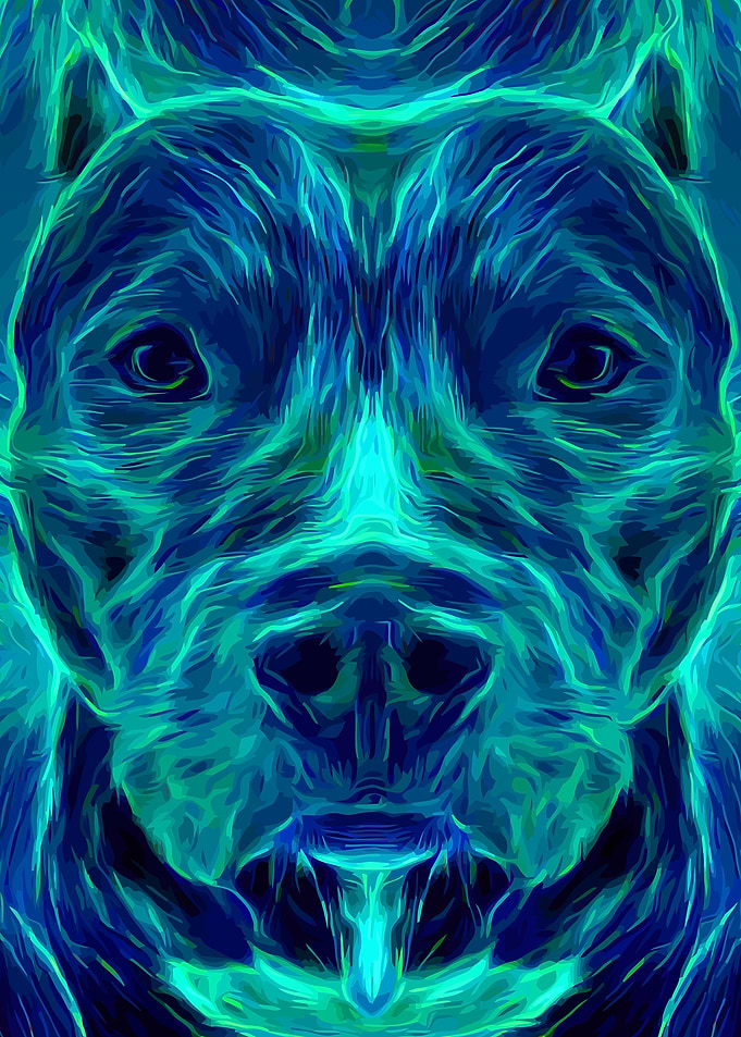 Pit Bull Mystery