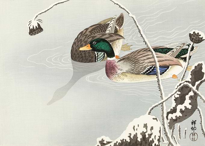 Mallards swimming