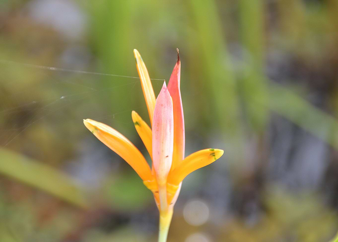 flower in the garden5
