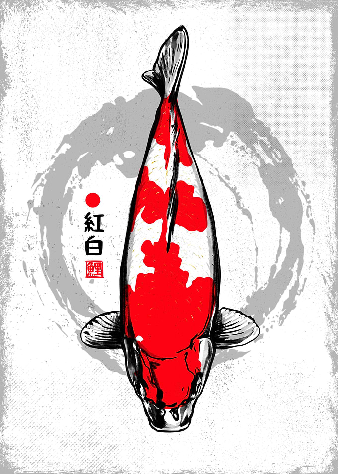 Kohaku Koi Fish