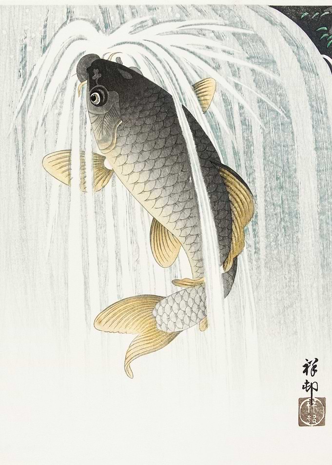 Koi Upstream