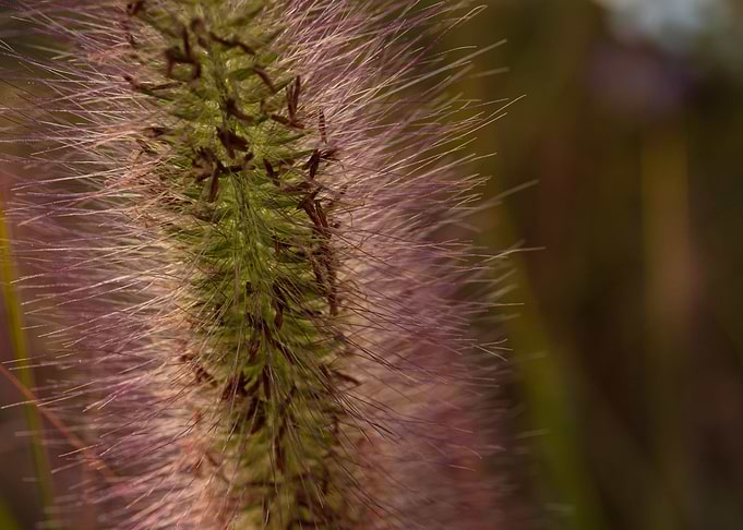 Spikelet