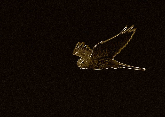 Kestrel