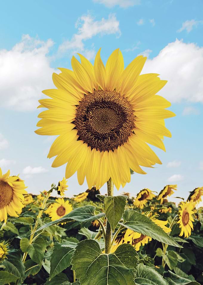 Sunflower