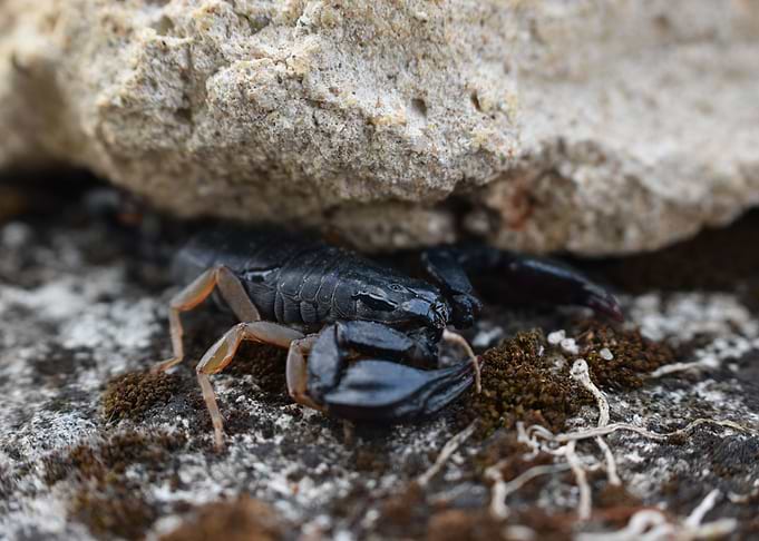 Scorpio