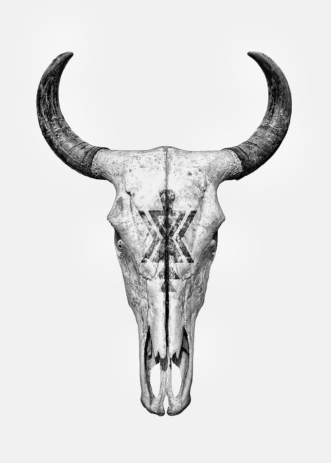 Cow Skull
