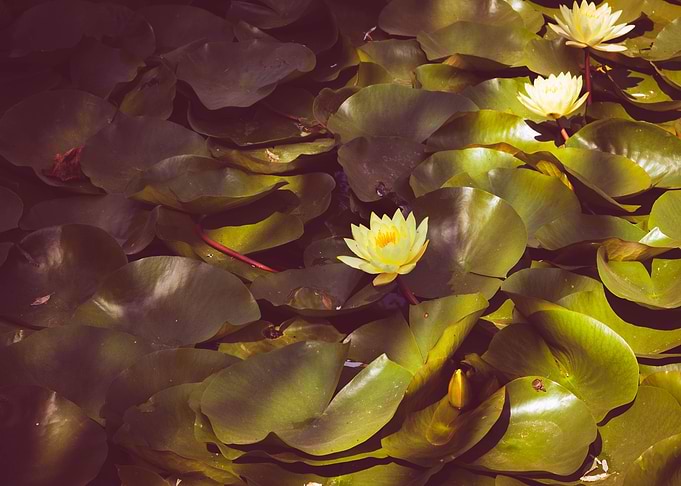 Water lily