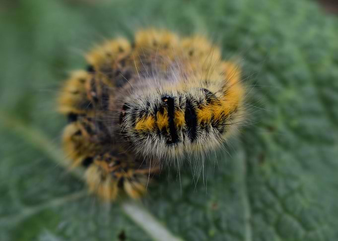 Caterpillar