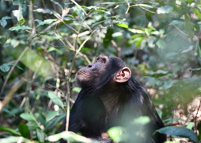 Chimp in the wild