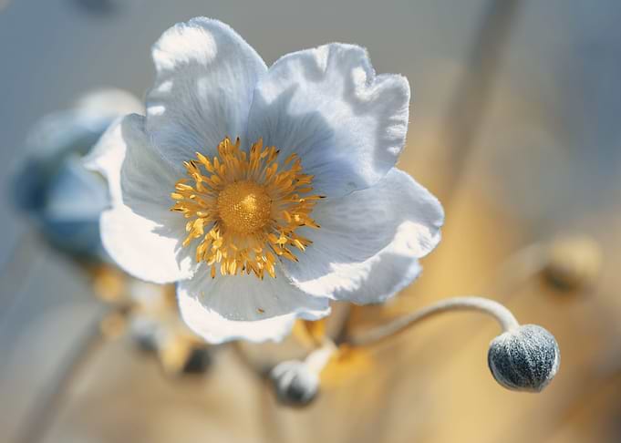 Anemone,white macro flower