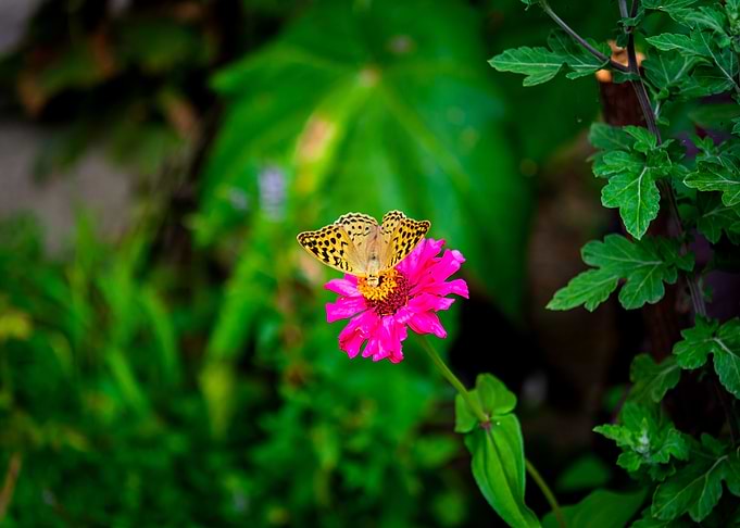 Butterfly on flower