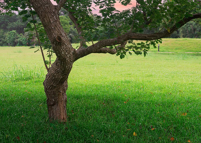 Tree on green grass