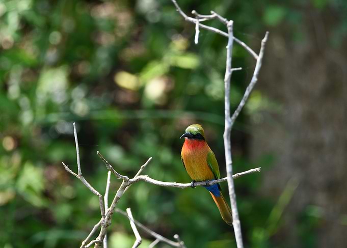 Bee eater