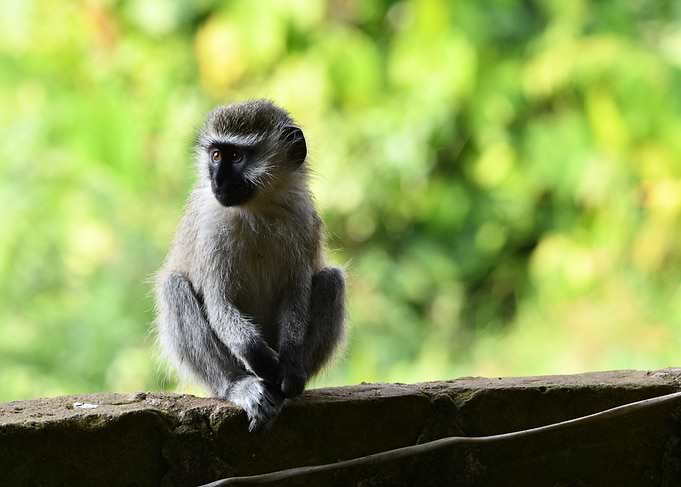 Monkey