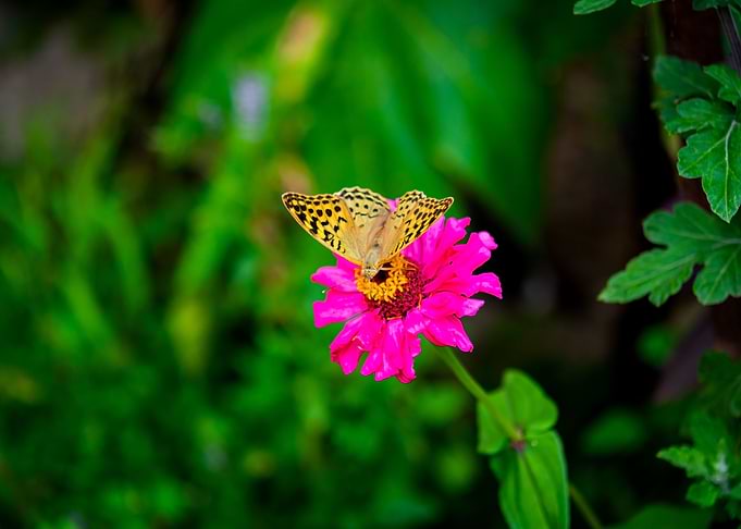 Butterfly on flower
