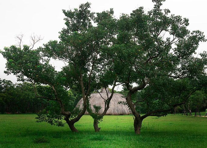 Tree on green grass