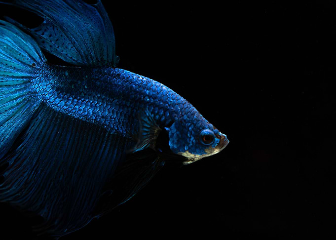 betta fish swimining