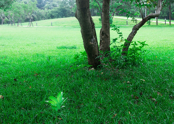 Tree on green grass