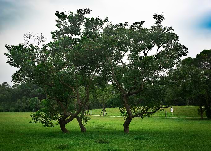 Tree on green grass