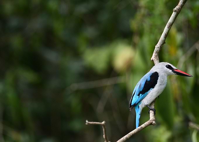 King fisher