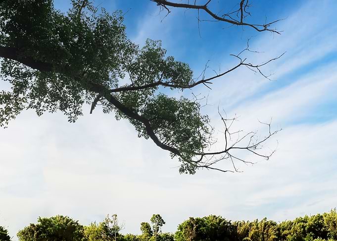 Overhanging Branches