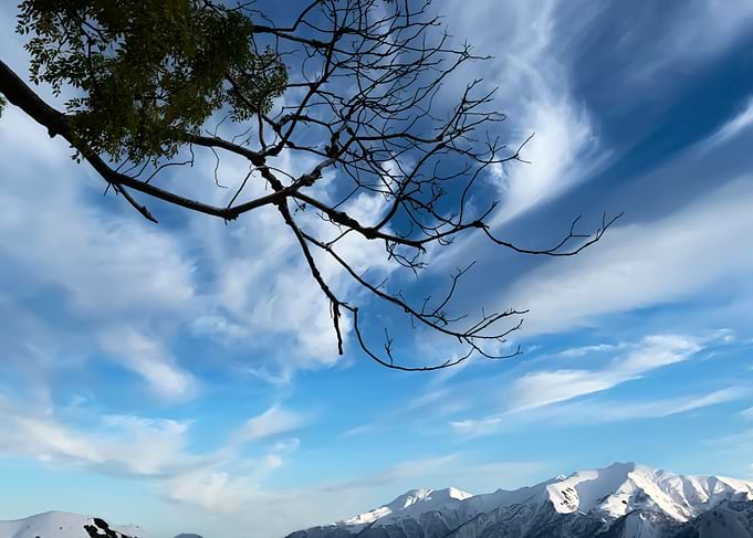 Overhanging Branches