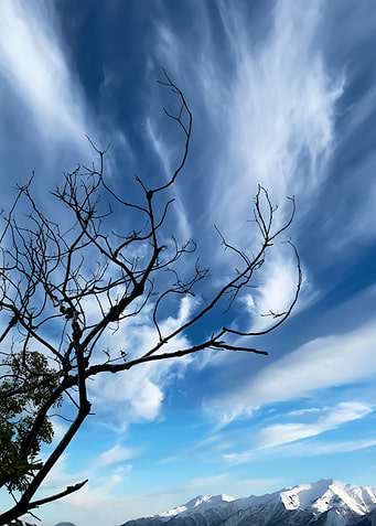 Upright branches