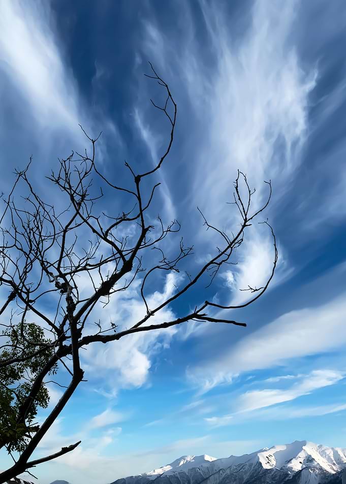 Upright branches