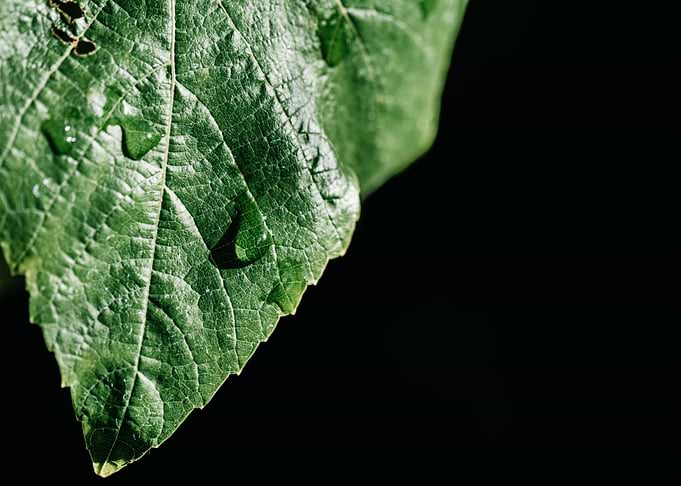 Green leaf on black