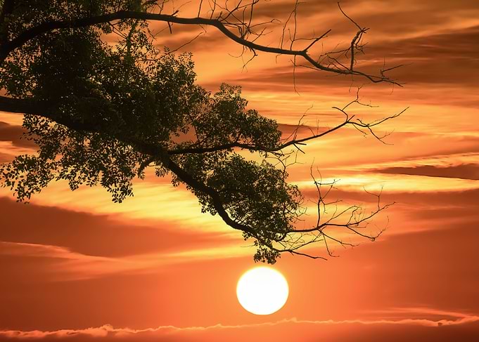 Overhanging Branches