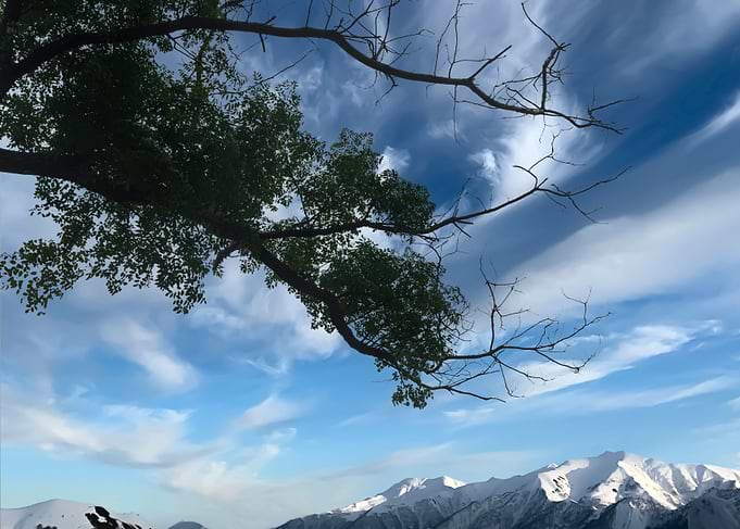 Overhanging Branches
