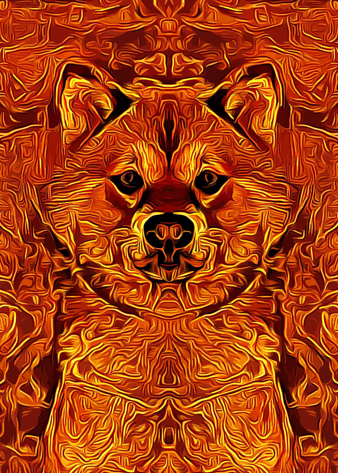 Shiba Golden
