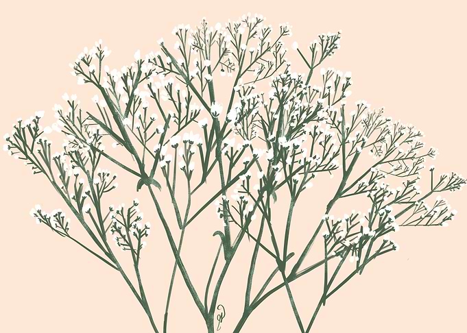 White Baby Breath