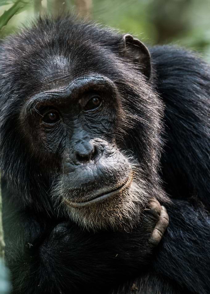 Old chimpanzee