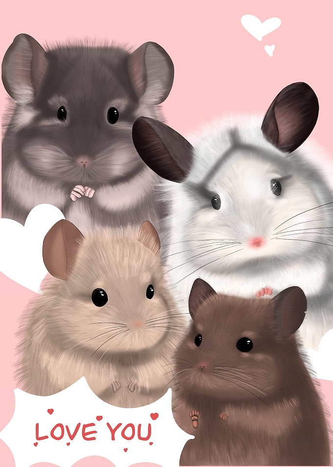 4Chinchilla