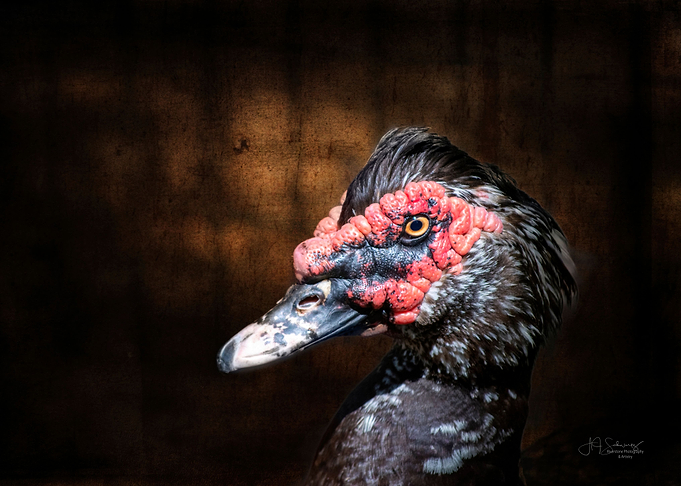 Muscovy